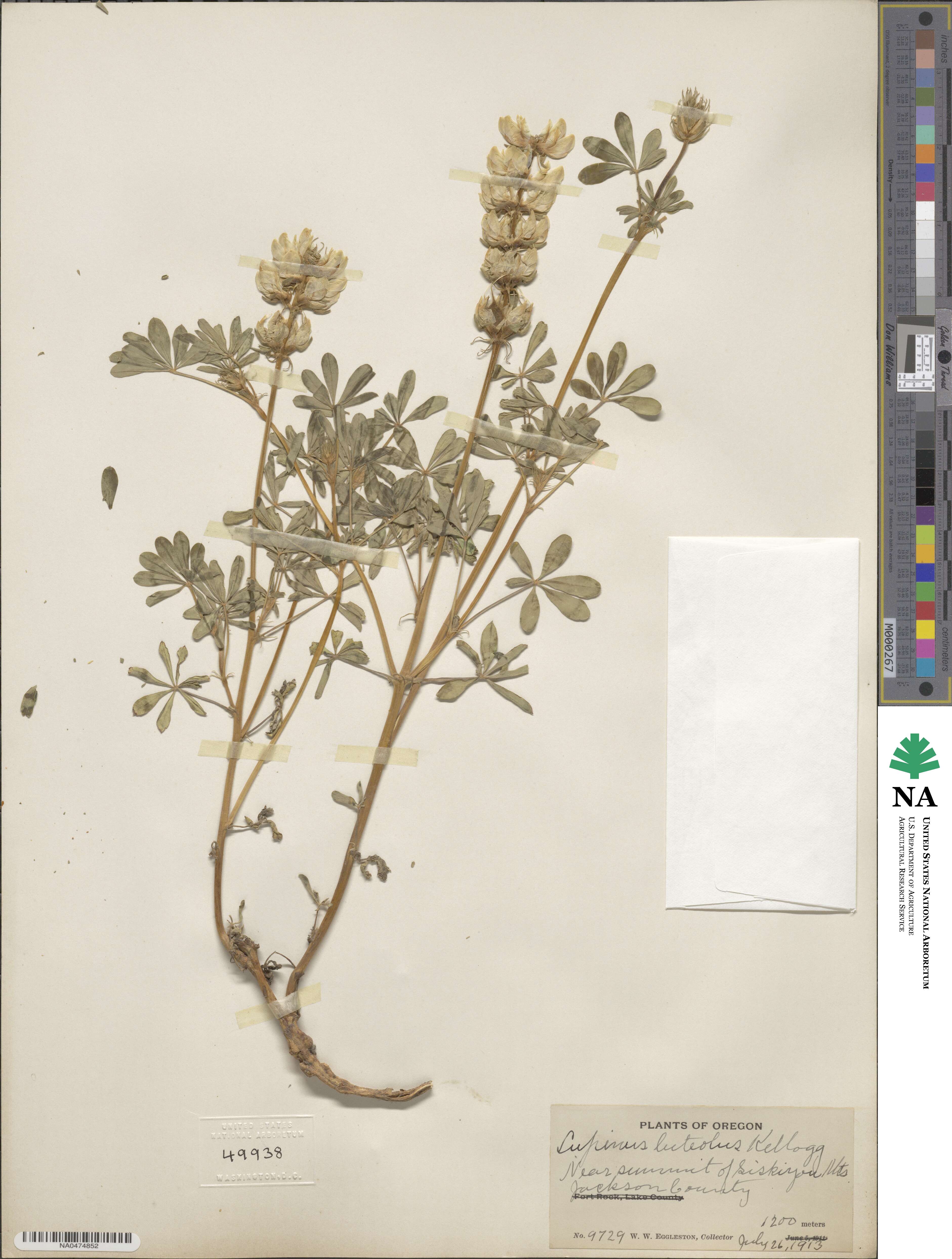 Lupinus luteolus image