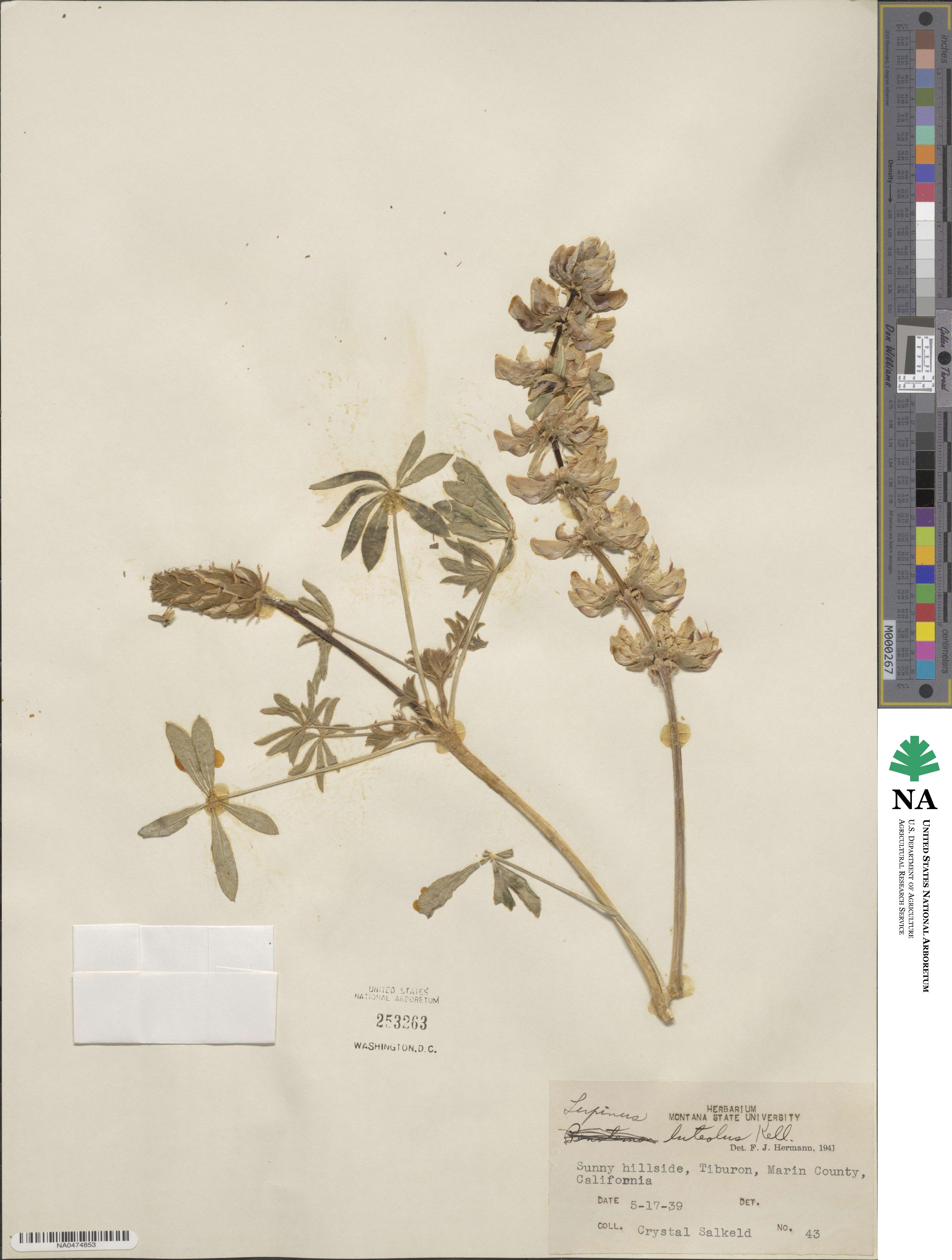 Lupinus luteolus image