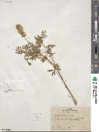 Lupinus luteolus image