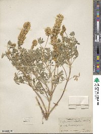 Lupinus luteolus image