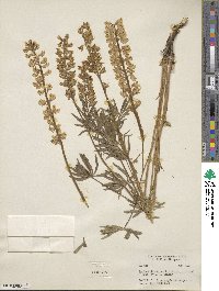 Lupinus lutescens image