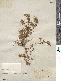 Lupinus lyallii image