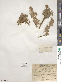 Lupinus lyallii image