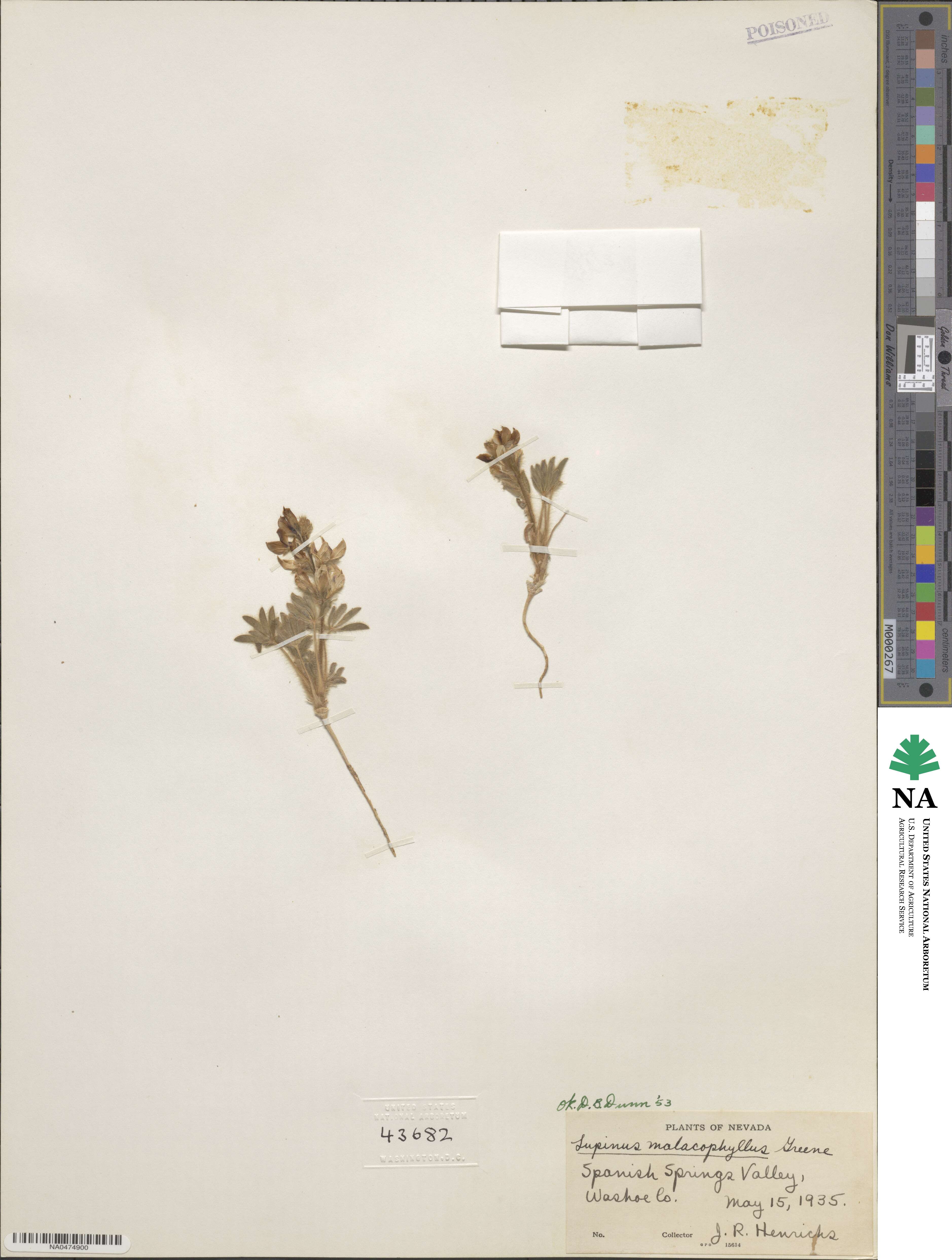 Lupinus malacophyllus image