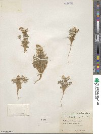 Lupinus malacophyllus image
