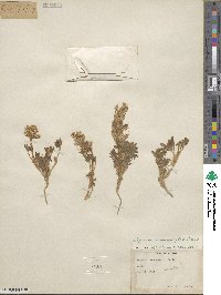 Lupinus malacophyllus image