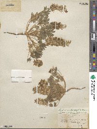 Lupinus malacophyllus image