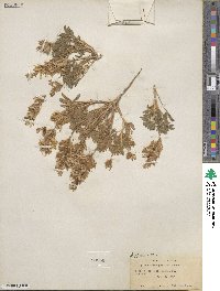 Lupinus malacophyllus image