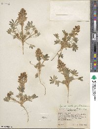 Lupinus malacophyllus image