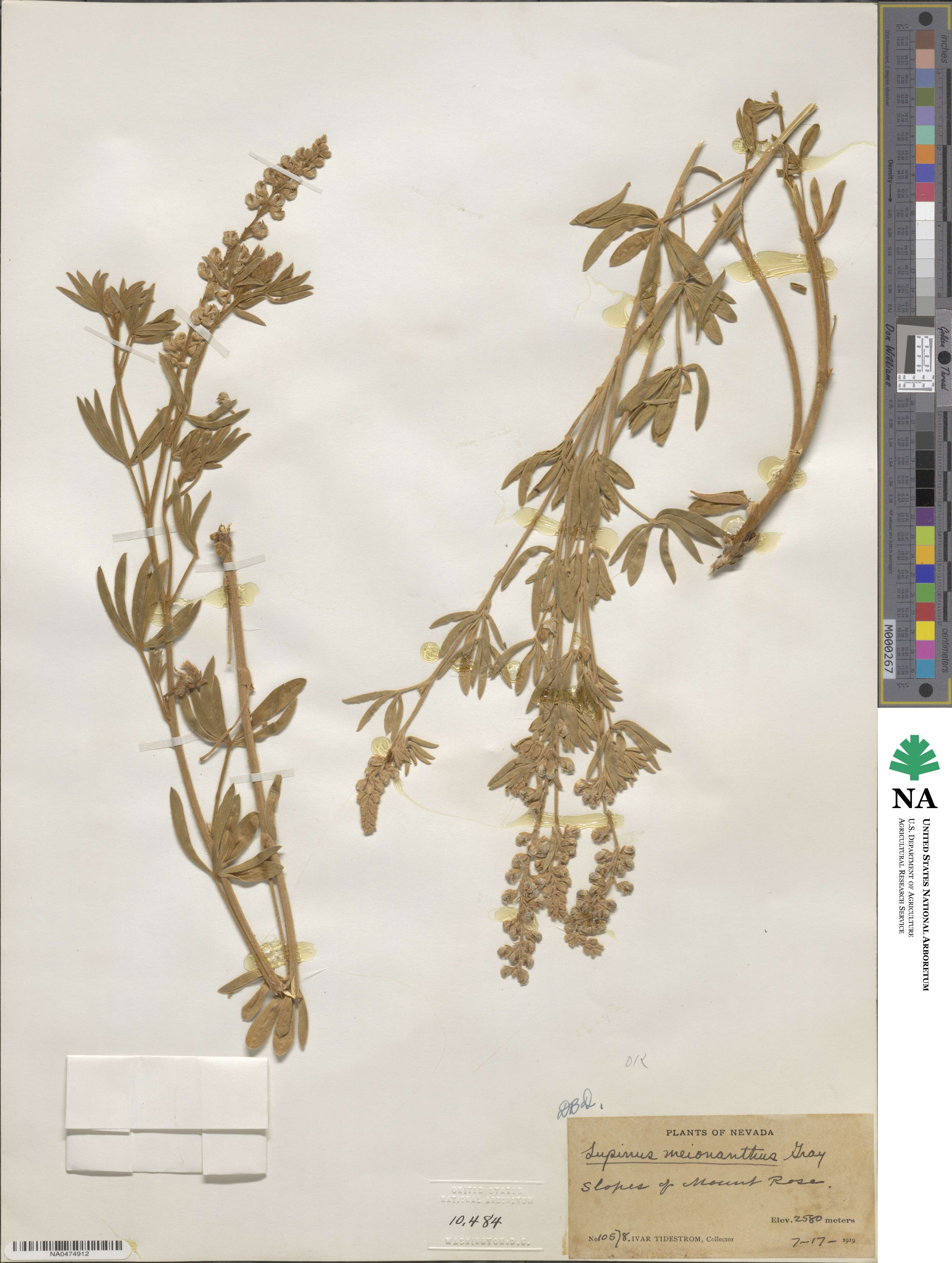 Lupinus meionanthus image