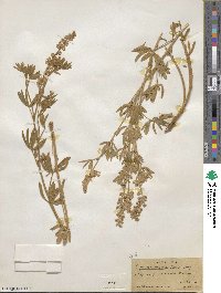 Lupinus meionanthus image