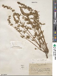 Lupinus meionanthus image