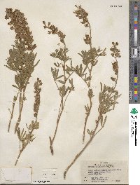 Lupinus meionanthus image