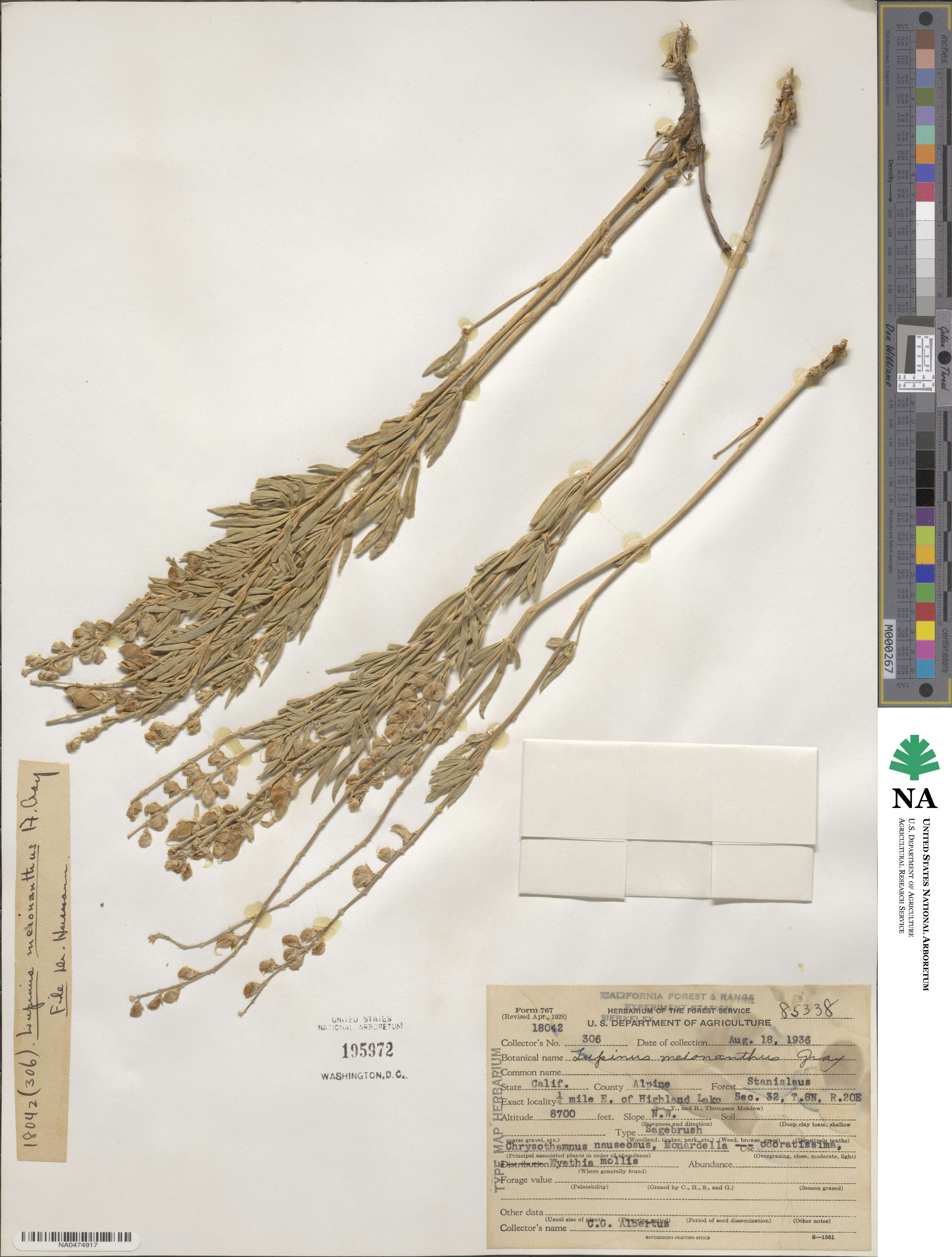 Lupinus meionanthus image