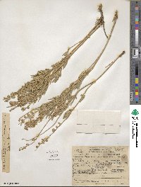 Lupinus meionanthus image