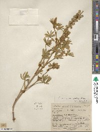 Lupinus meionanthus image