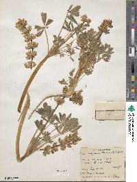 Lupinus menziesii image