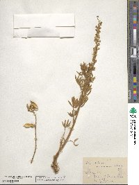 Lupinus micranthus image