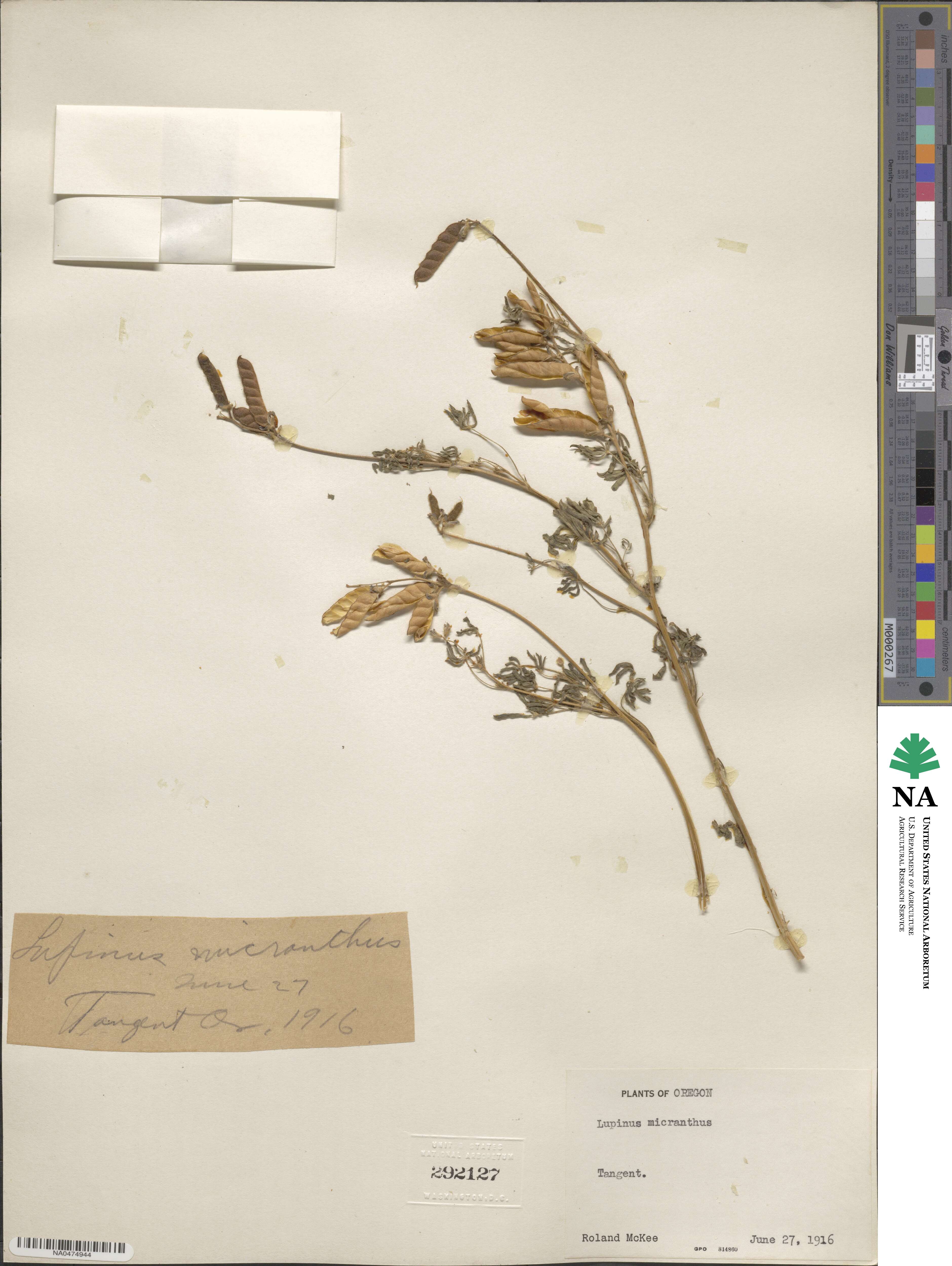Lupinus micranthus image