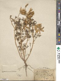 Lupinus micranthus image