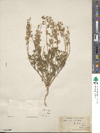 Lupinus micranthus image