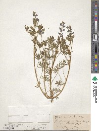 Lupinus bicolor subsp. bicolor image