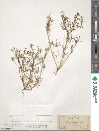 Lupinus bicolor image