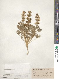 Lupinus microcarpus image