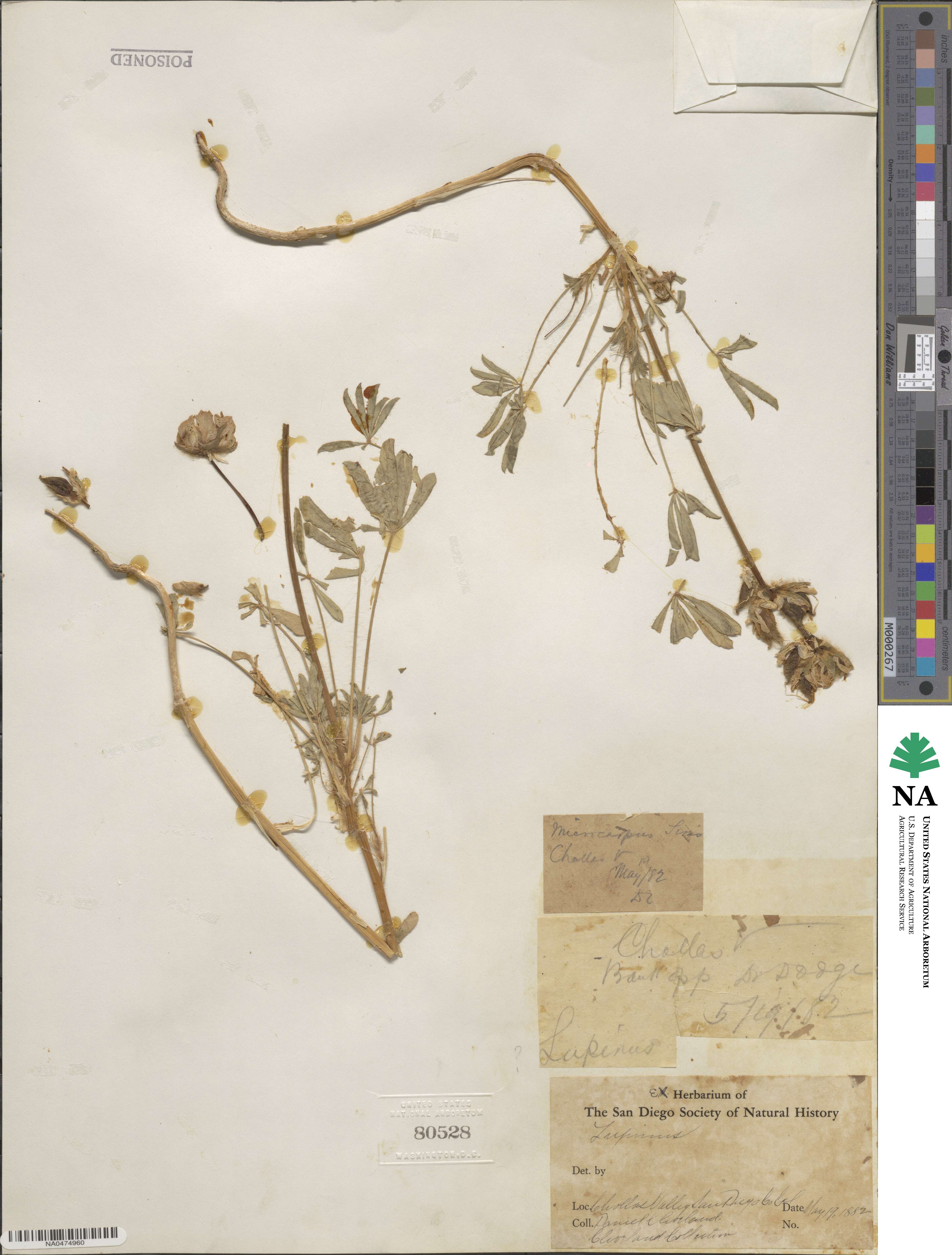Lupinus microcarpus image