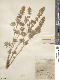 Lupinus caudatus image