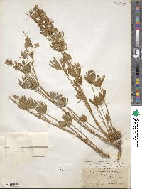 Lupinus caudatus image