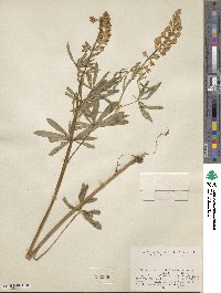 Lupinus arbustus image