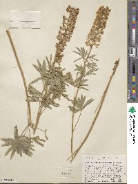 Lupinus arbustus image