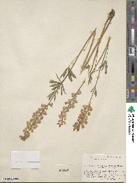 Lupinus arbustus image