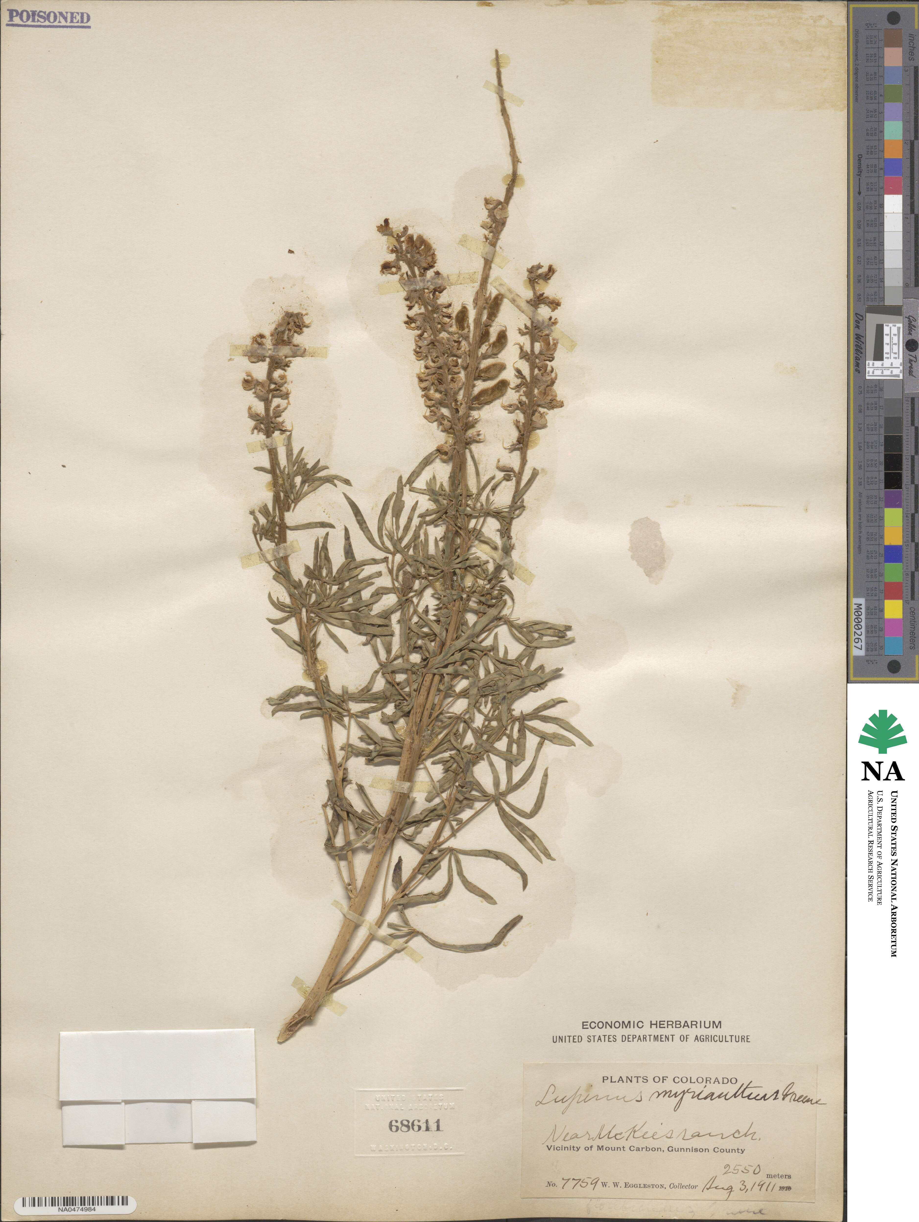 Lupinus argenteus var. myrianthus image