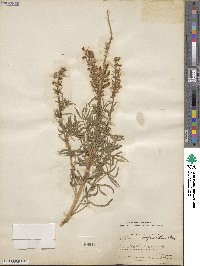 Lupinus argenteus var. myrianthus image