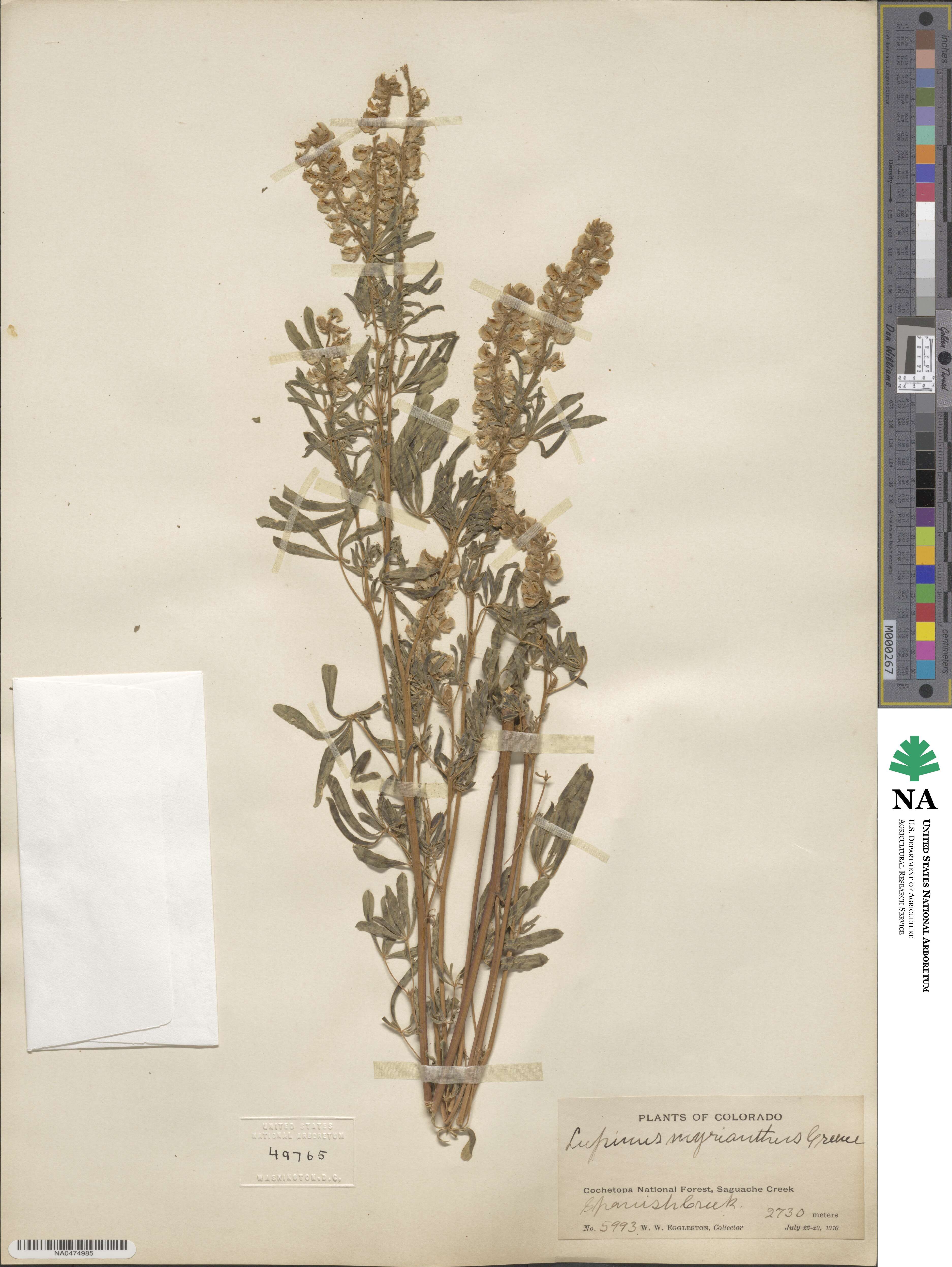 Lupinus argenteus var. myrianthus image