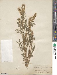 Lupinus argenteus image