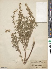 Lupinus argenteus image