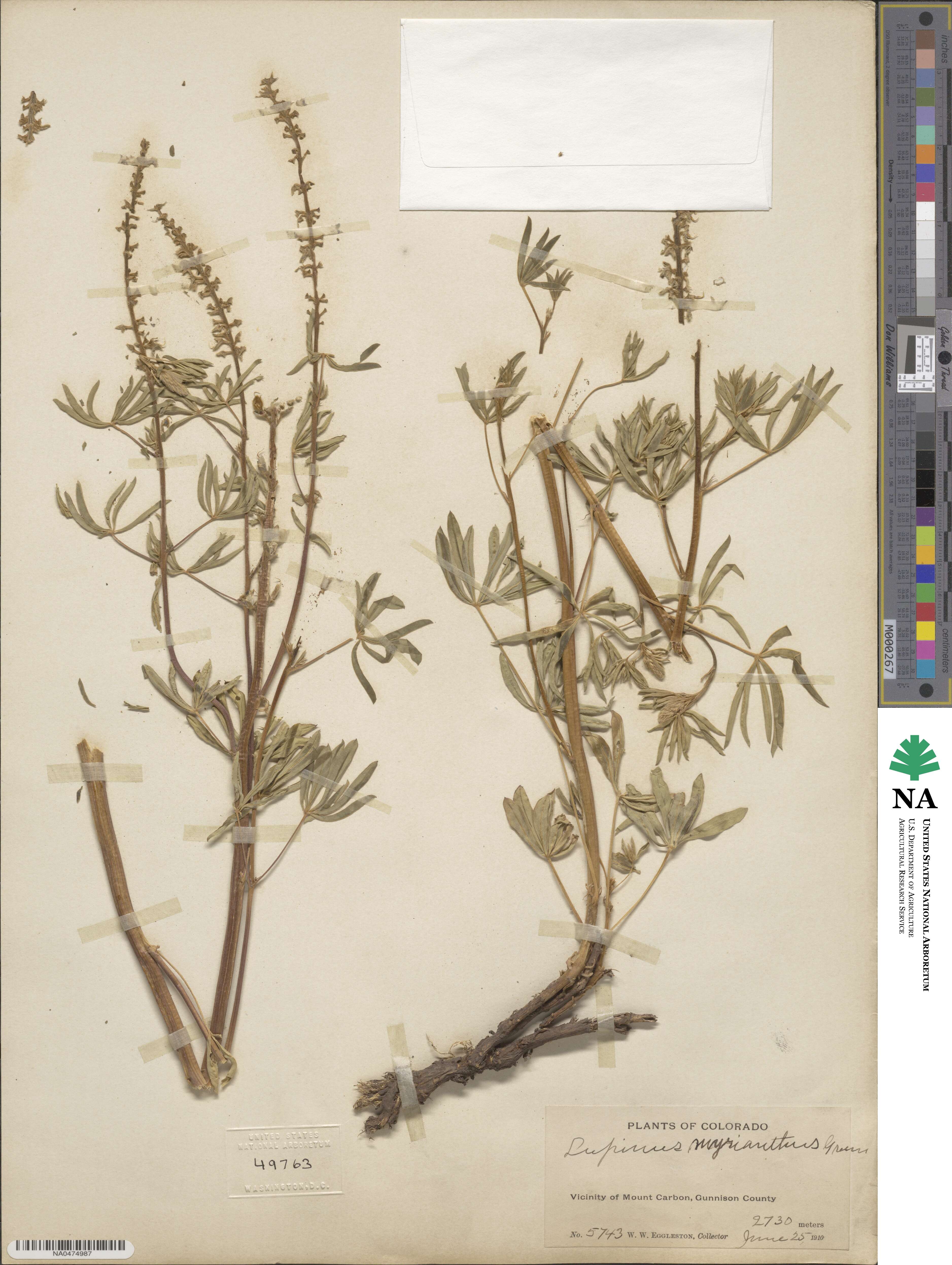 Lupinus argenteus var. myrianthus image