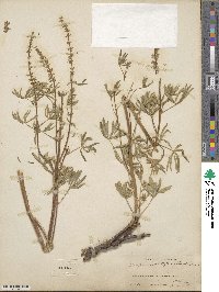 Lupinus argenteus var. myrianthus image