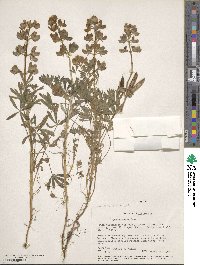 Lupinus nanus image