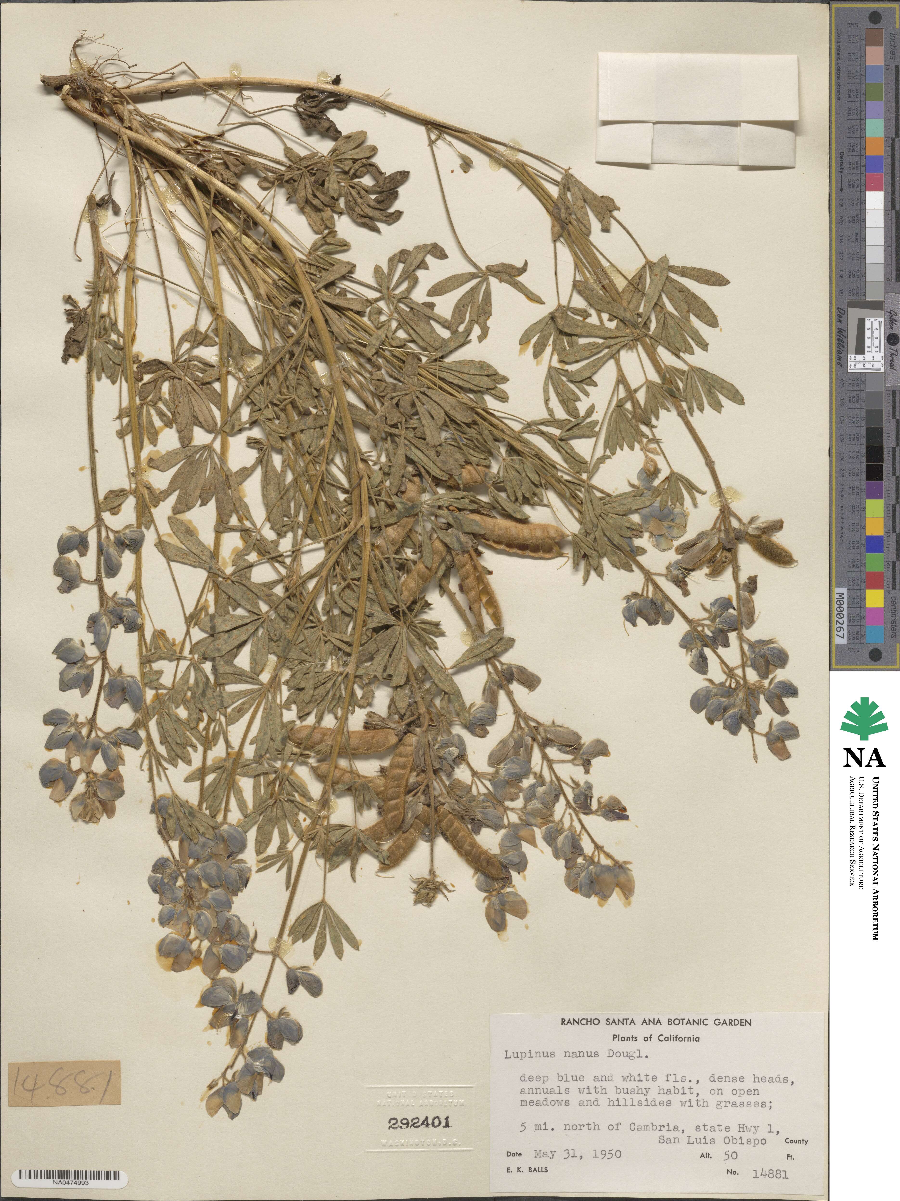 Lupinus nanus image