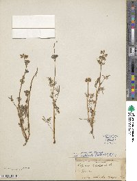 Lupinus vallicola image