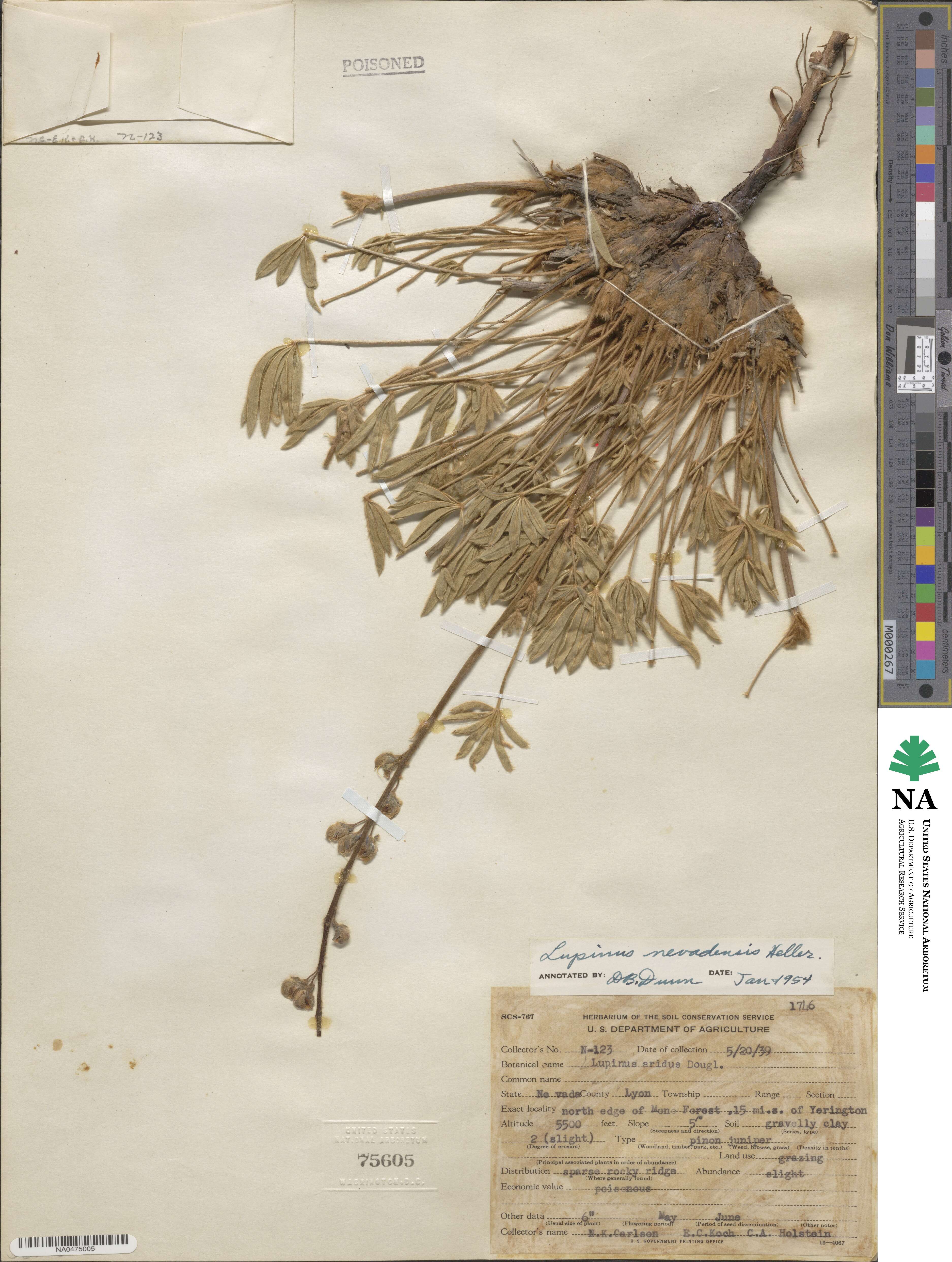 Lupinus nevadensis image