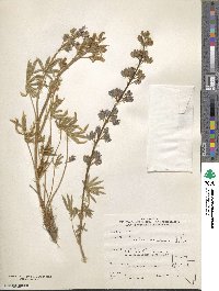 Lupinus nevadensis image