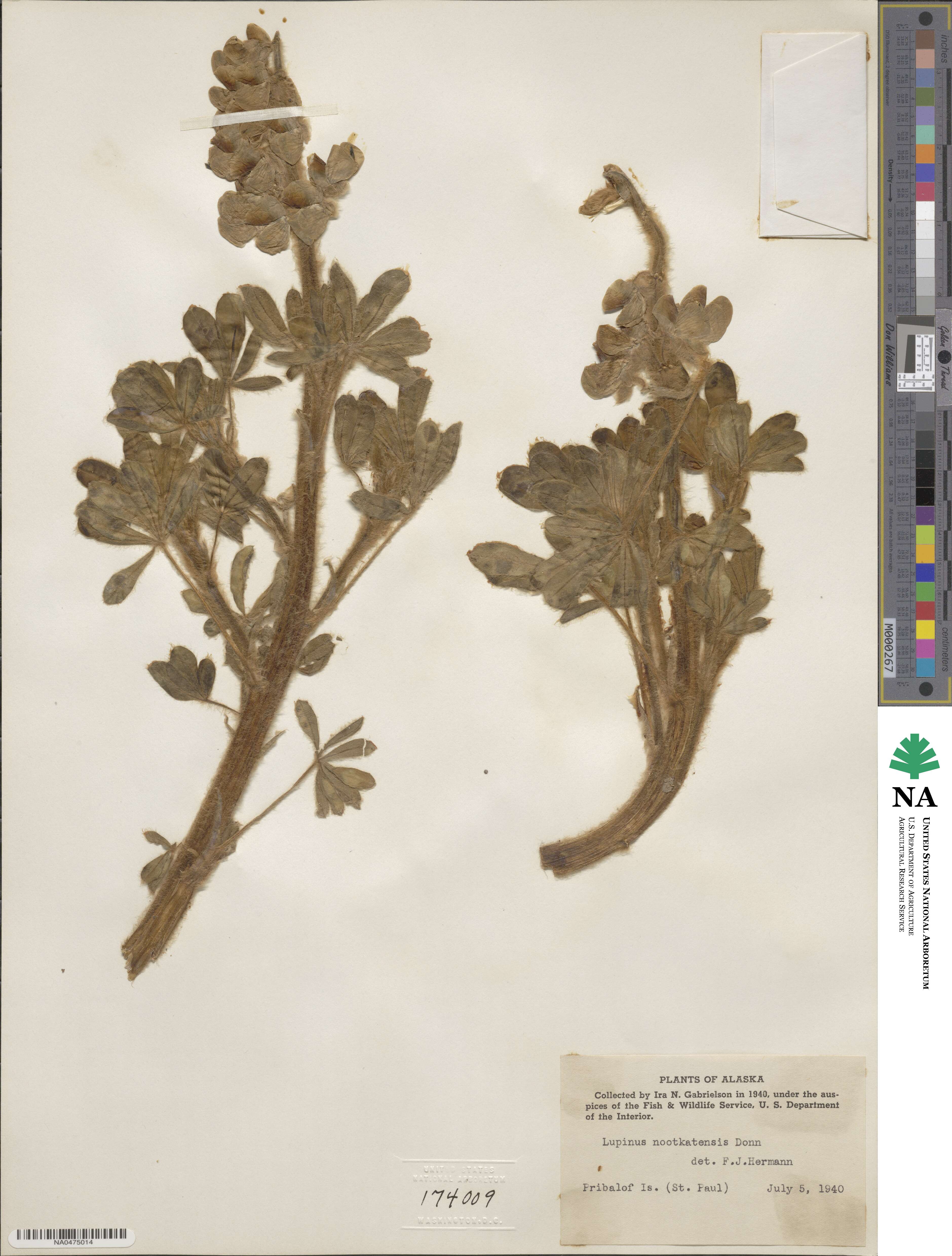 Lupinus nootkatensis image