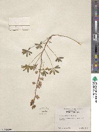 Lupinus perennis subsp. gracilis image