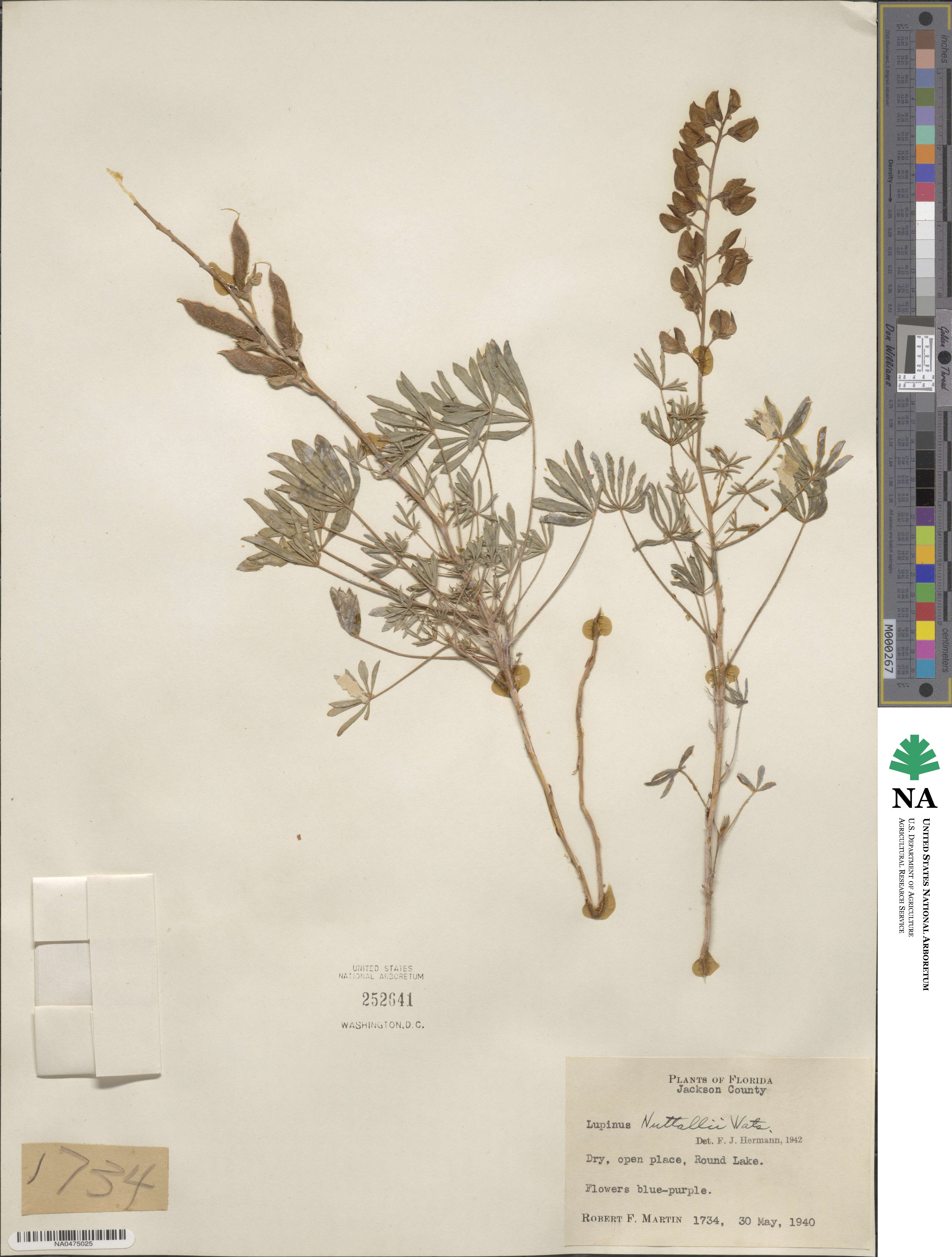 Lupinus perennis image