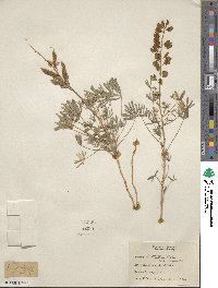 Lupinus perennis subsp. gracilis image